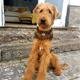 airedale x poodle