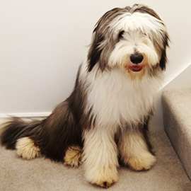 Bearded Collie