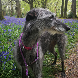 Deerhound