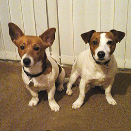 Jack Russells