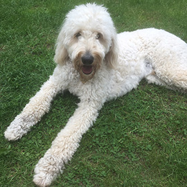 Labradoodle Trainer Exeter