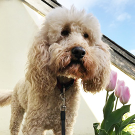 Poodle Cross Dog Trainer