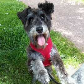 Miniature Schnauzer