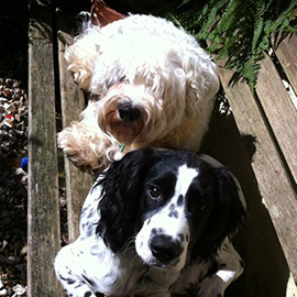 Sealyham Terrier