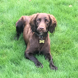 Sprocker Spaniel