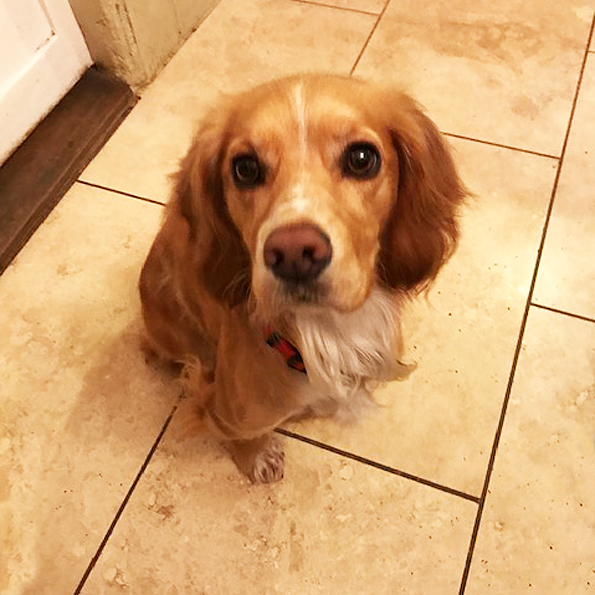 Working Cocker Spaniel