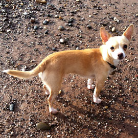 Chihuahua