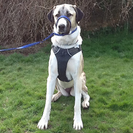 anatolian shepherd dog