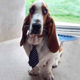 basset hound training