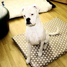 Boxer Dog trainer Exeter