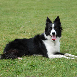 Collie trainer Exeter