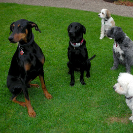 doberman dog training