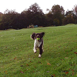 English Springer Spaniel