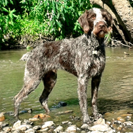german-wired-haired-pointer