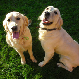 golden retrievers