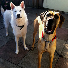 great dane dog trainer