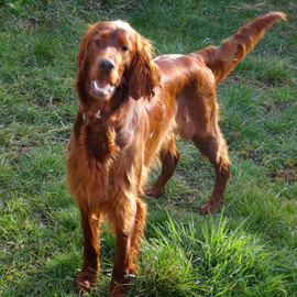 irish setter training