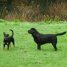 rottweiler x