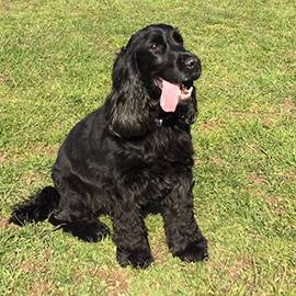 Black cocker spaniel