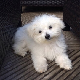 maltese terrier