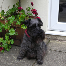 miniature schnauzer