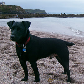 patterdale dog