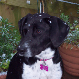 Pointing dog training near sales me