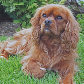 Cavalier King Charles Spaniel