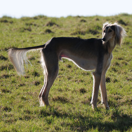 Saluki