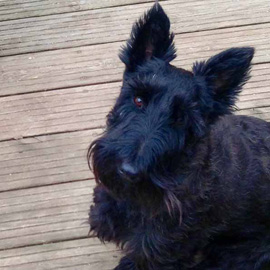 scottish terrier