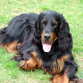 Gordon Setter