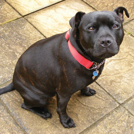 staffordshire bull terrier