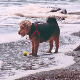 welsh terrier