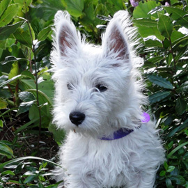 west highland terrier