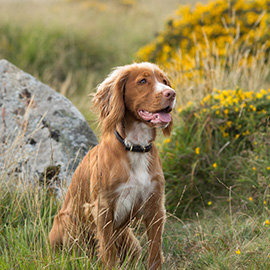 working cocker spaniel