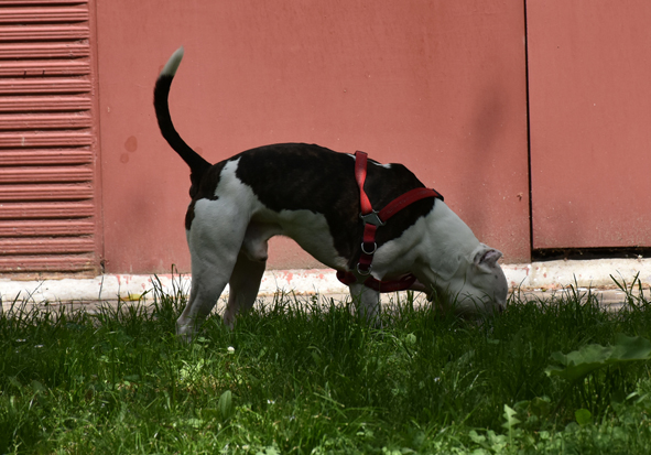 Dog training do eating poo