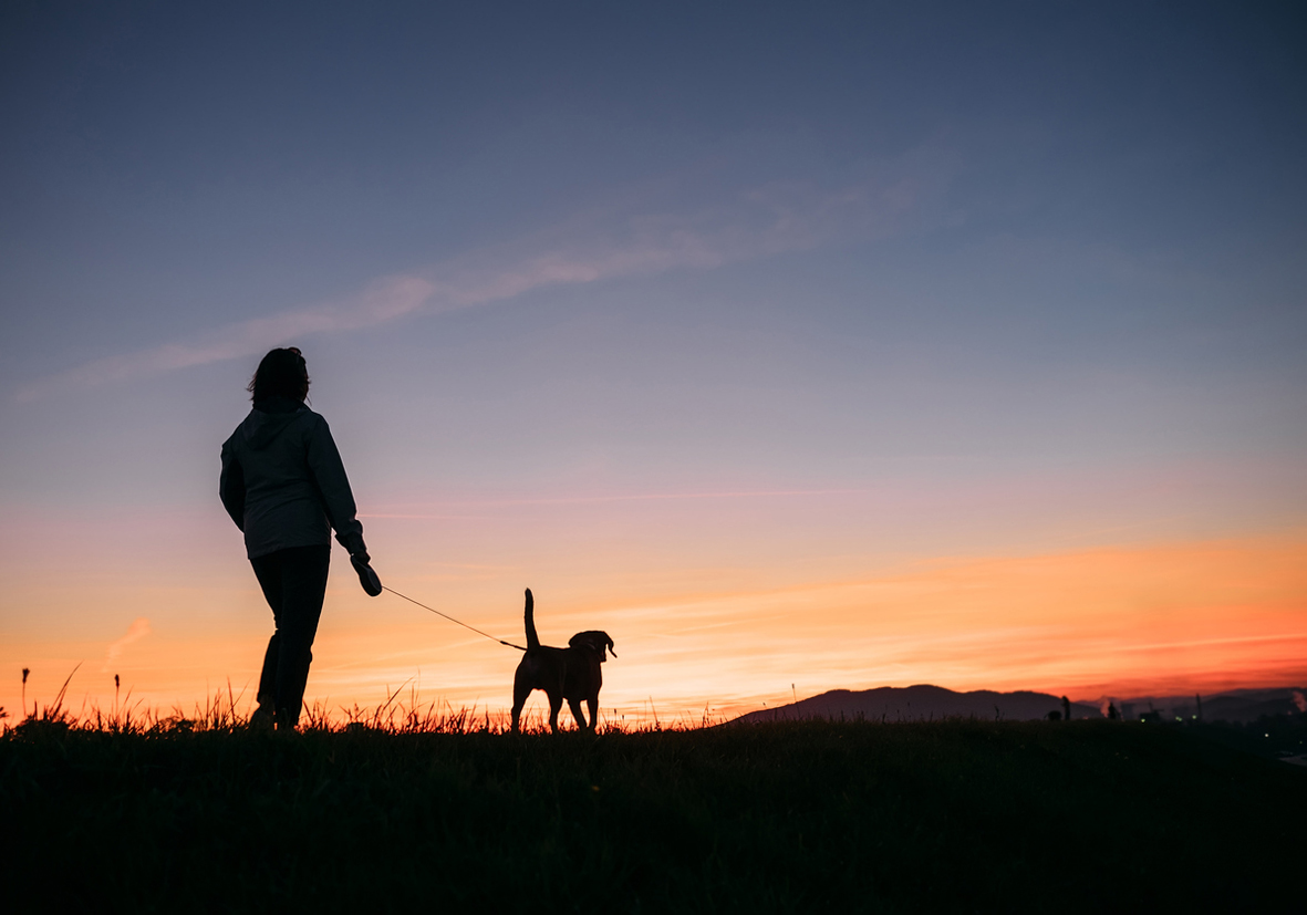 dog training dow walking