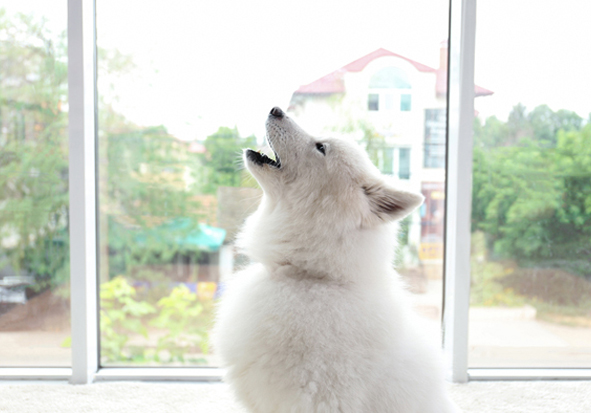 Dog training howling dog