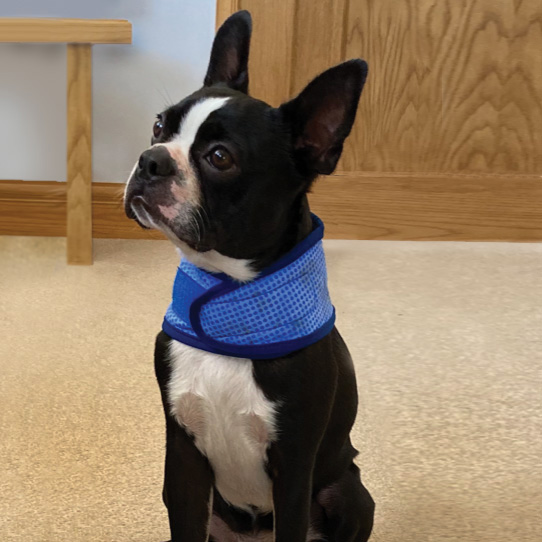 Boston Terrier Dog Training