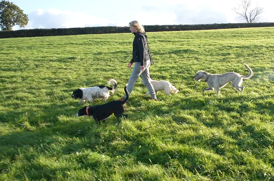 dog trainer exeter