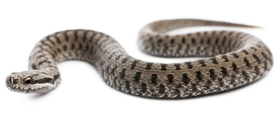 dogs and adders